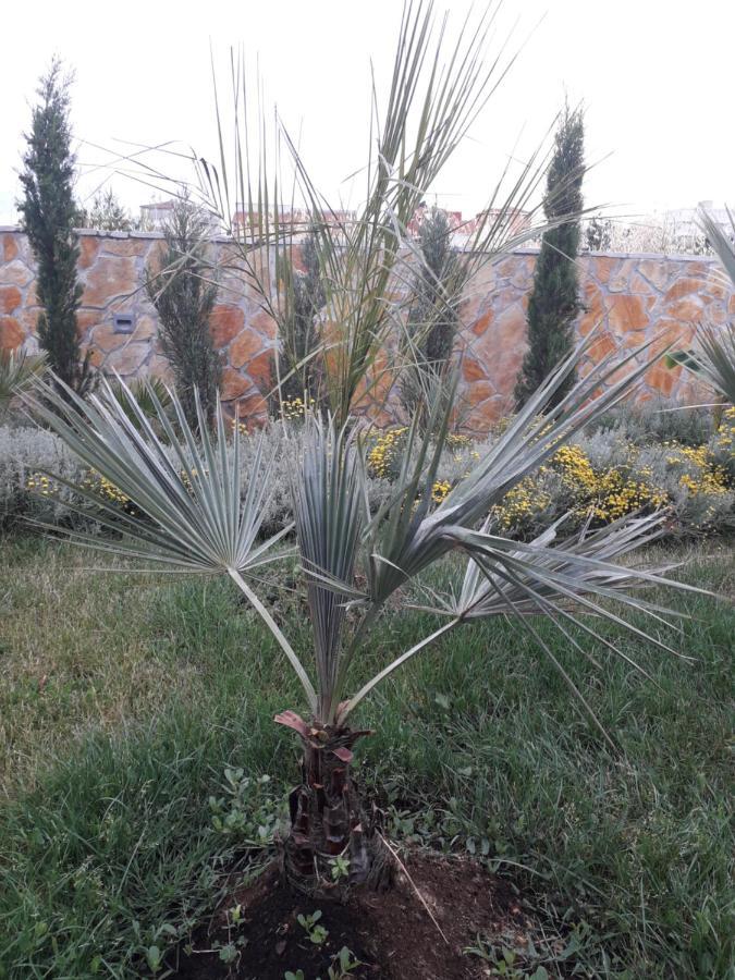 Palm Paradise Stobrec Ngoại thất bức ảnh